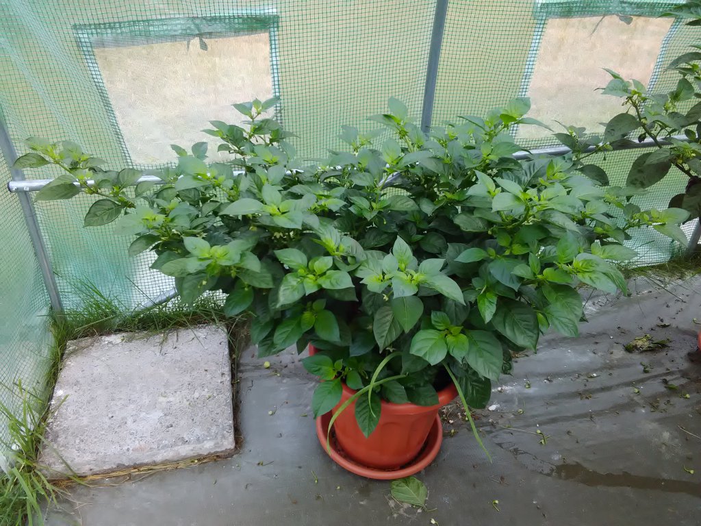 Cream Fatalii 29.7