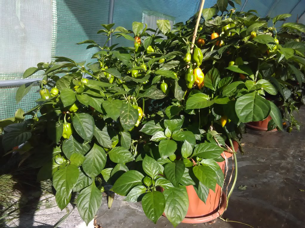 Cream Fatalii 30.9