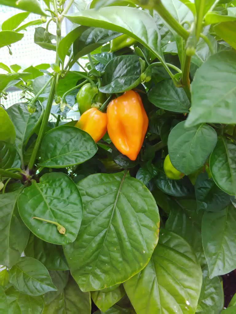 Cream Fatalii