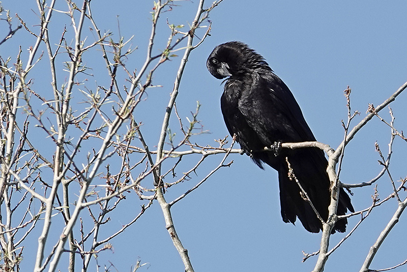 Crow / Krähe