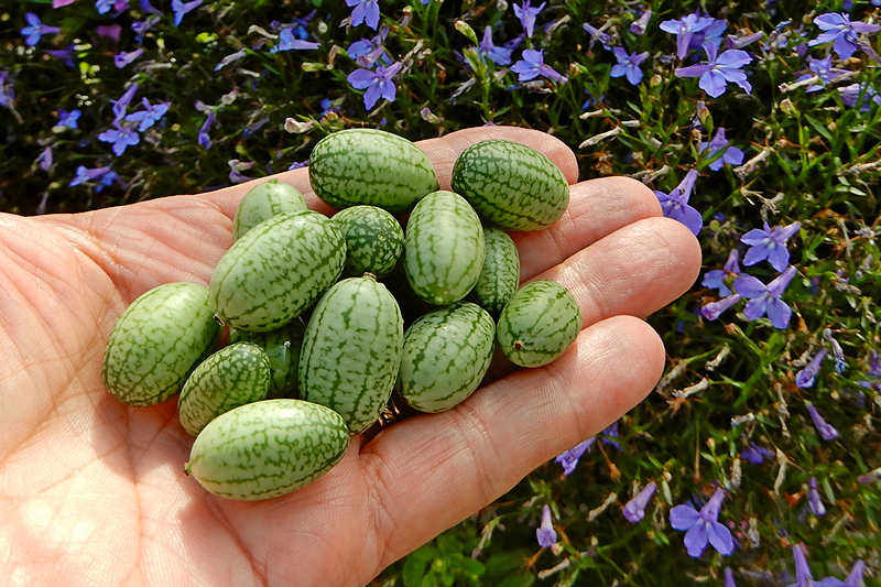 Cucamelons