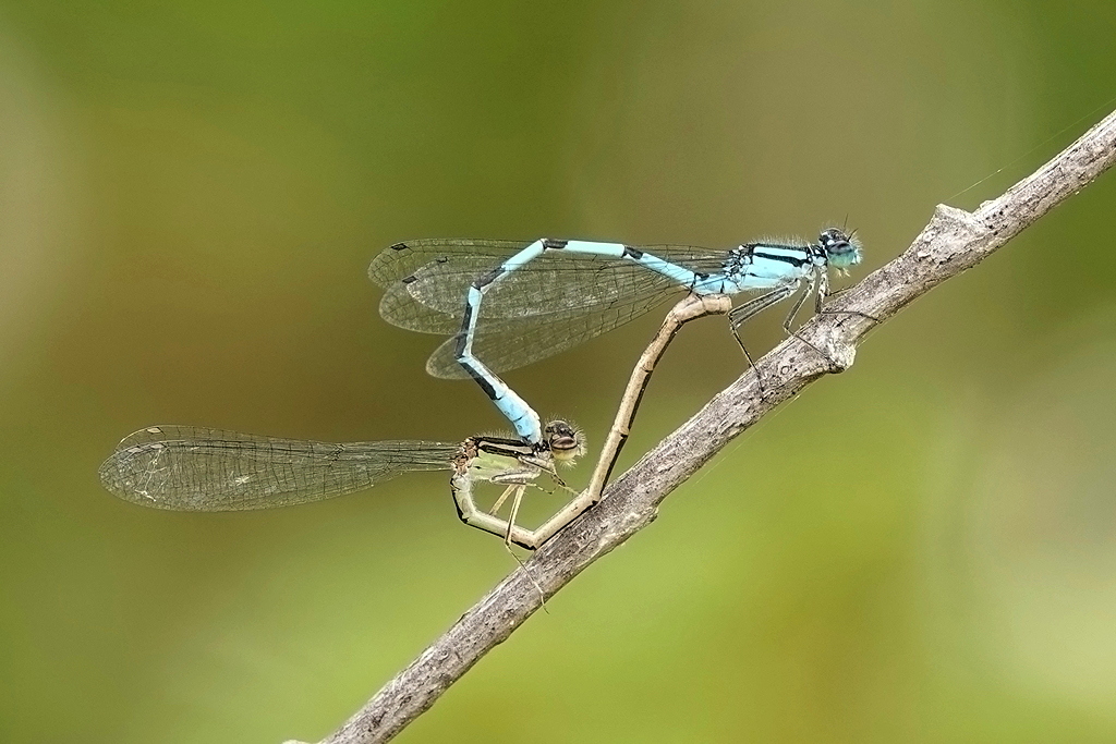 Damselflies