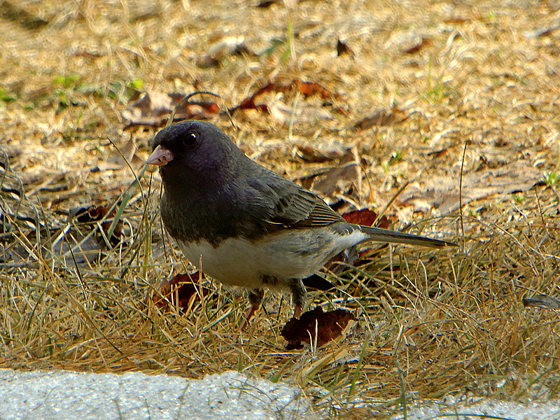 Dark-eyed Junco / Winterammer