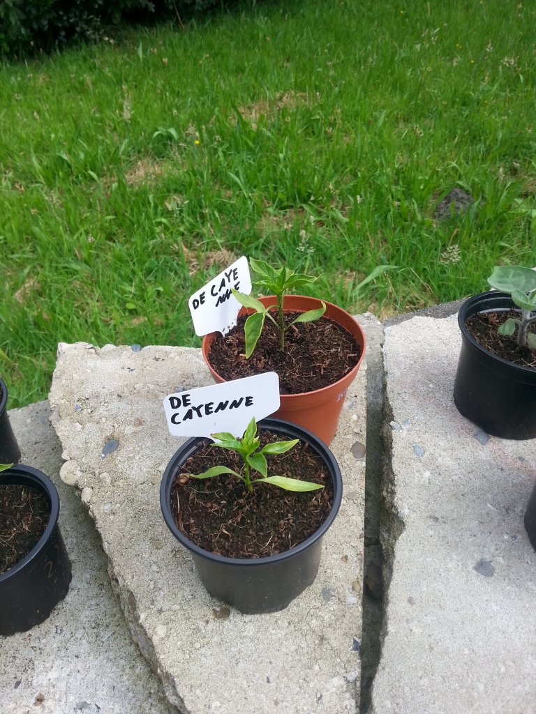 De Cayenne 3