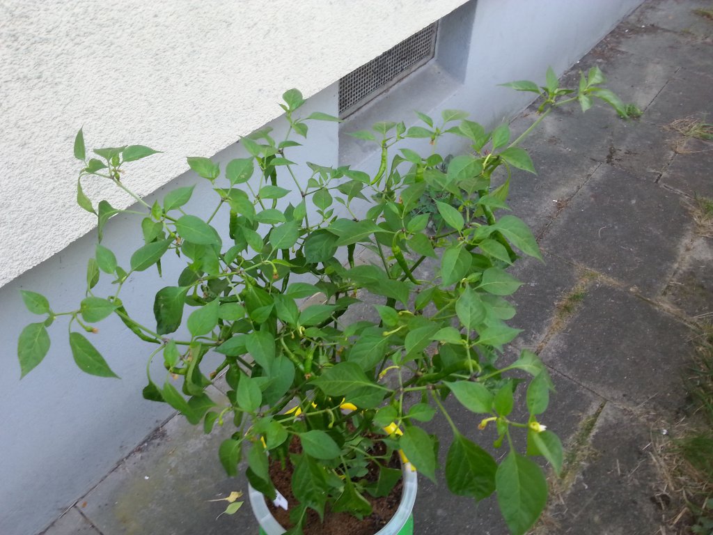 De Cayenne