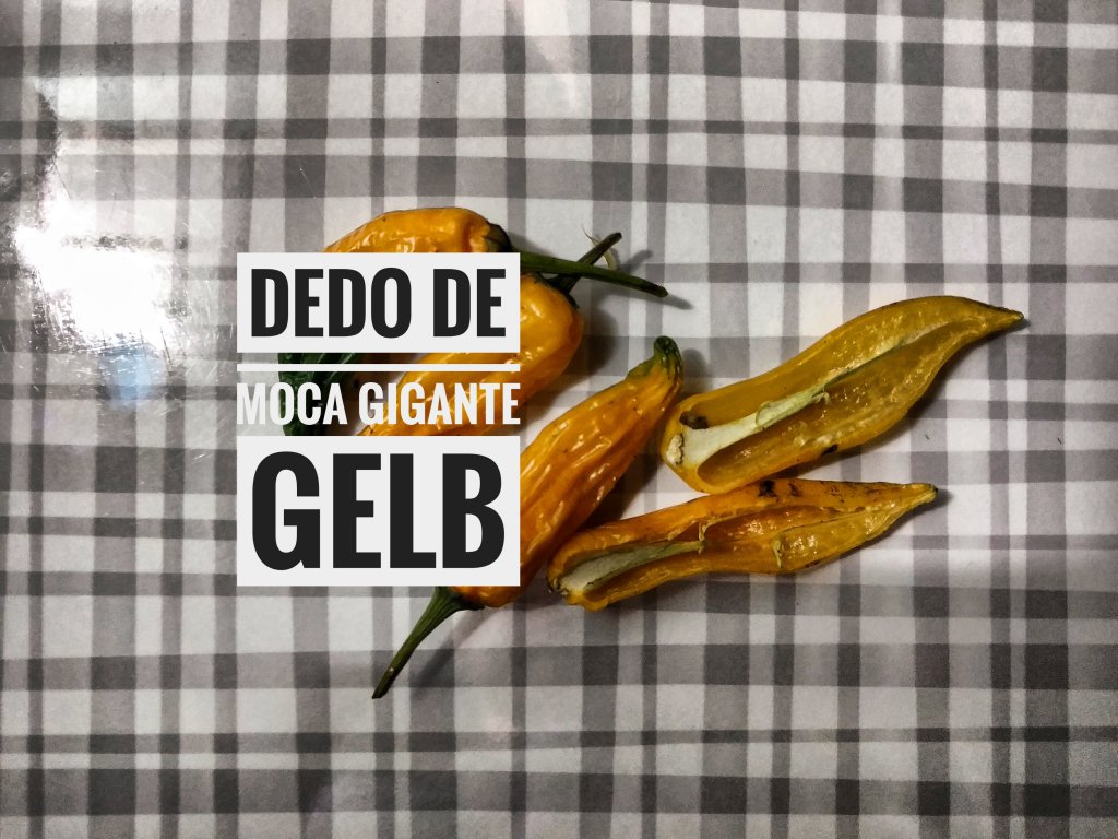 Dedo De Moca Gigante Gelb