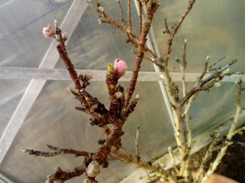 Die erste Pfirsichblüte