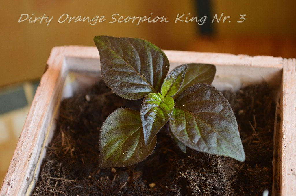 Dirty Orange Scorpion King Nr. 3