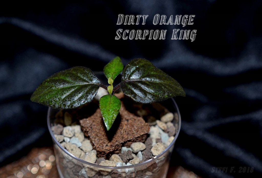 Dirty Orange Scorpion King