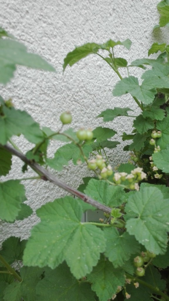 Diverses Garten Johannisbeeren