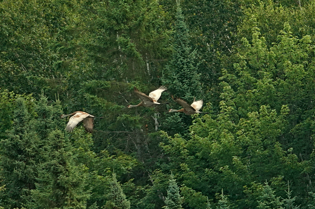 Dschungelflug