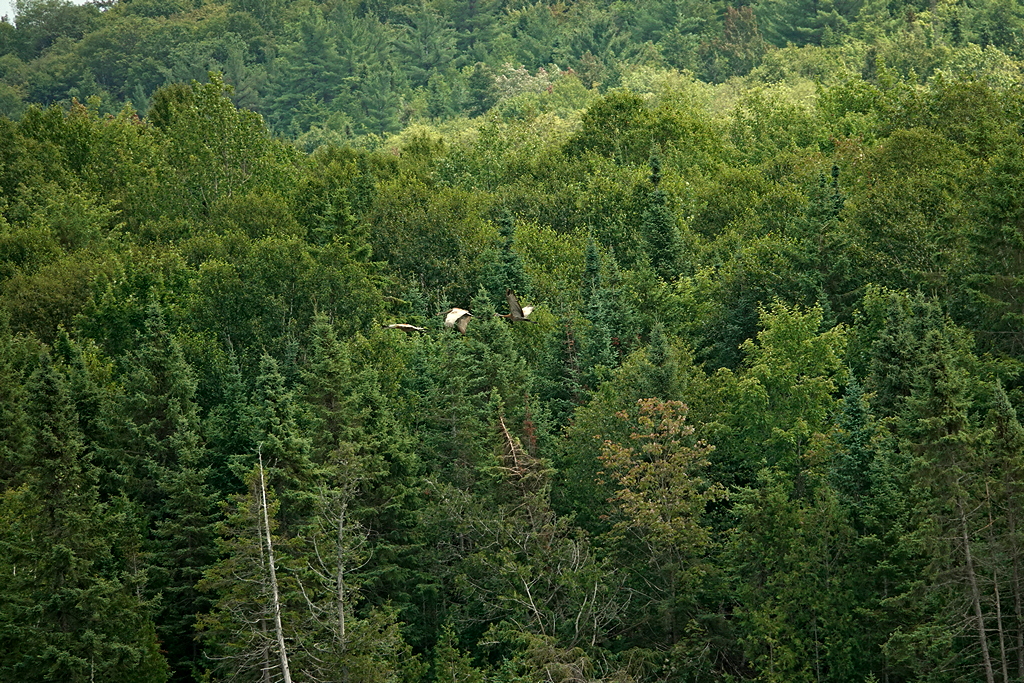 Dschungelflug