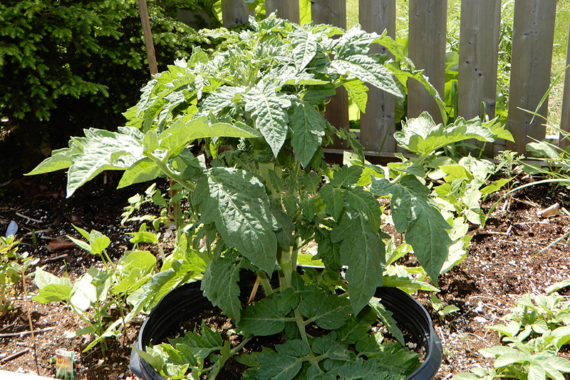 Dwarf Tomate