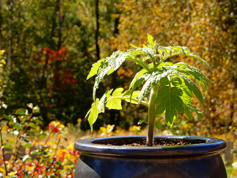 Dwarf Yellow Wax Tomate