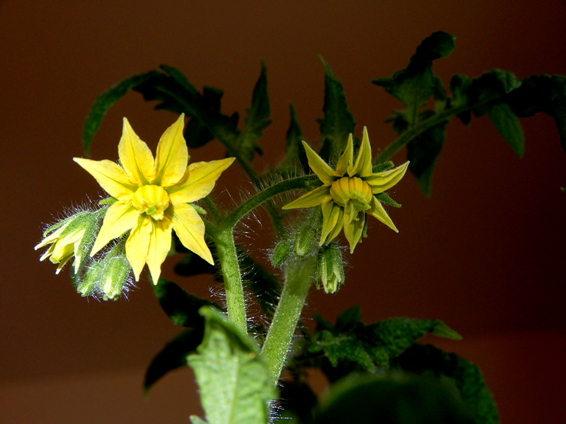 Dwarf Yellow Wax Tomato