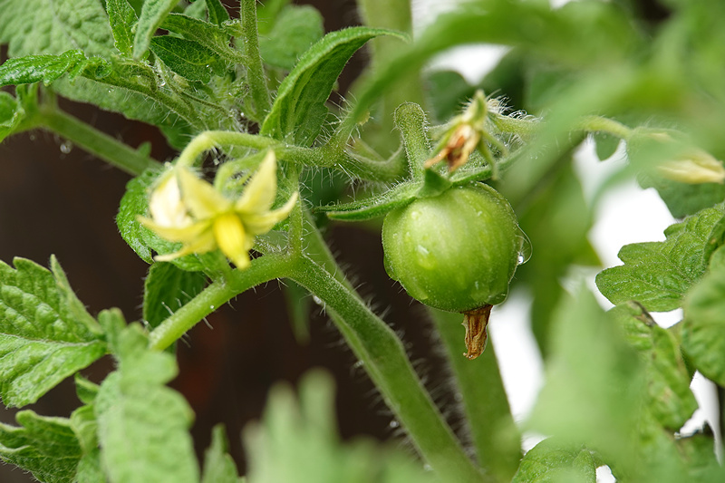 Dwarf Yellow Wax