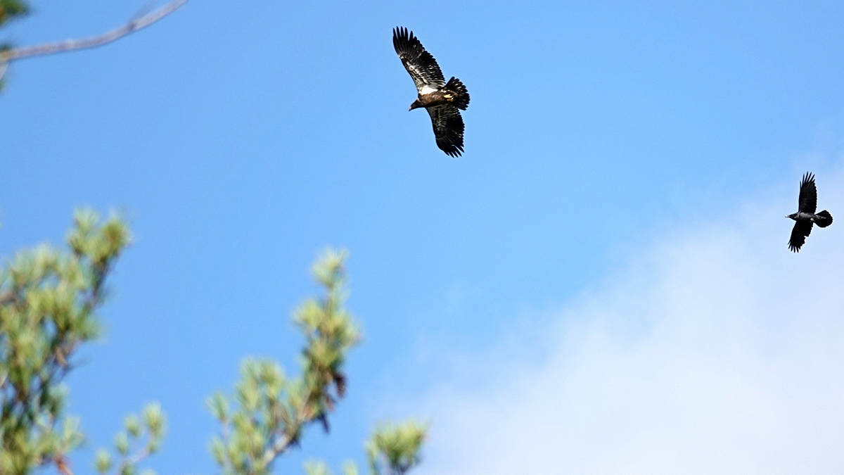 Eagle Hunting