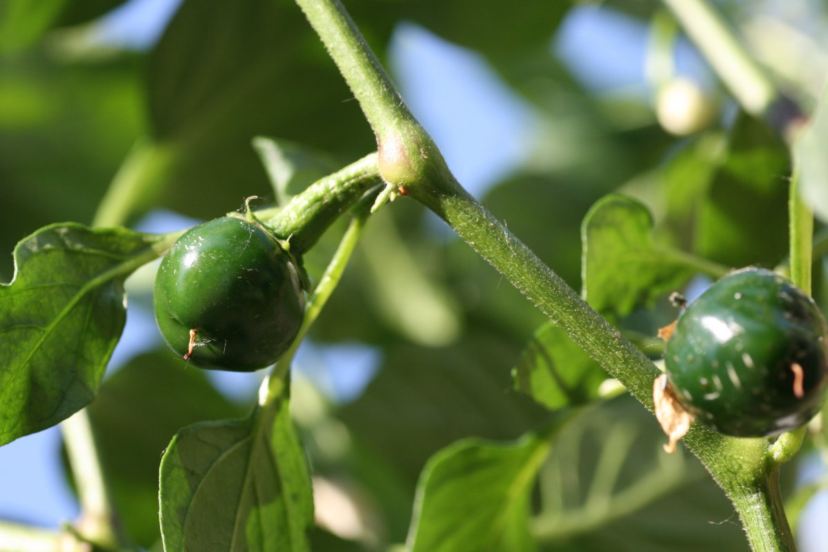 Early Jalapeno 3.JPG