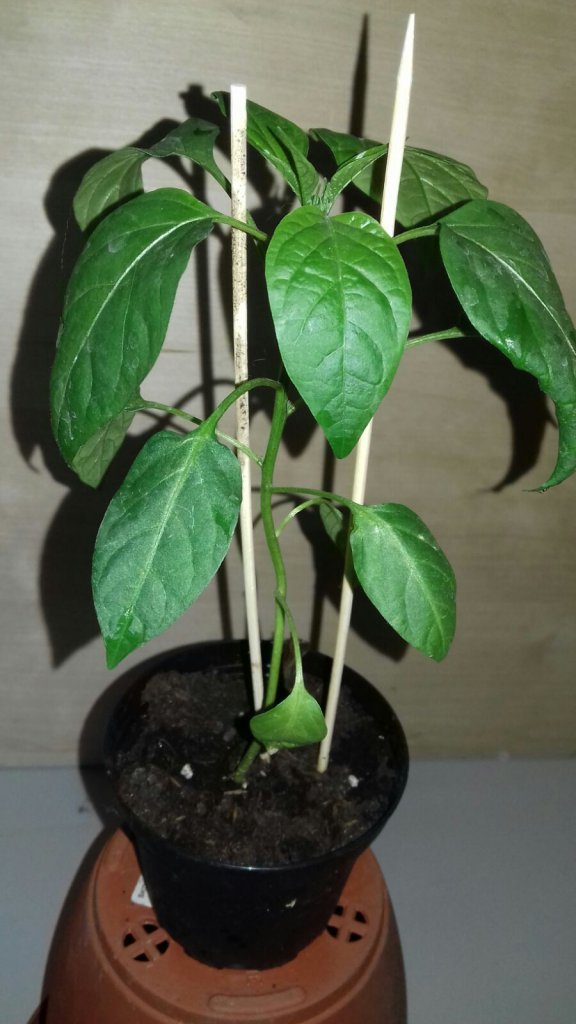 Early Jalapeno Nr.2