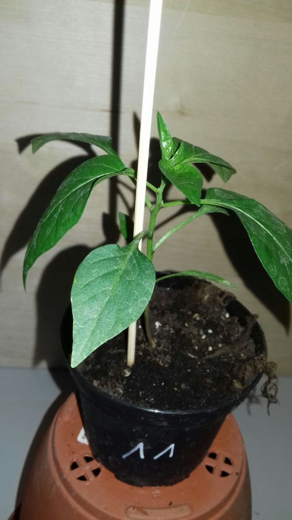 Early Jalapeno Nr.3