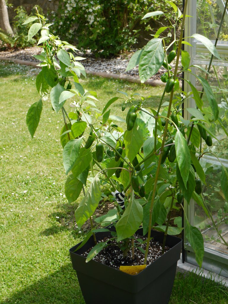 Early Jalapeno