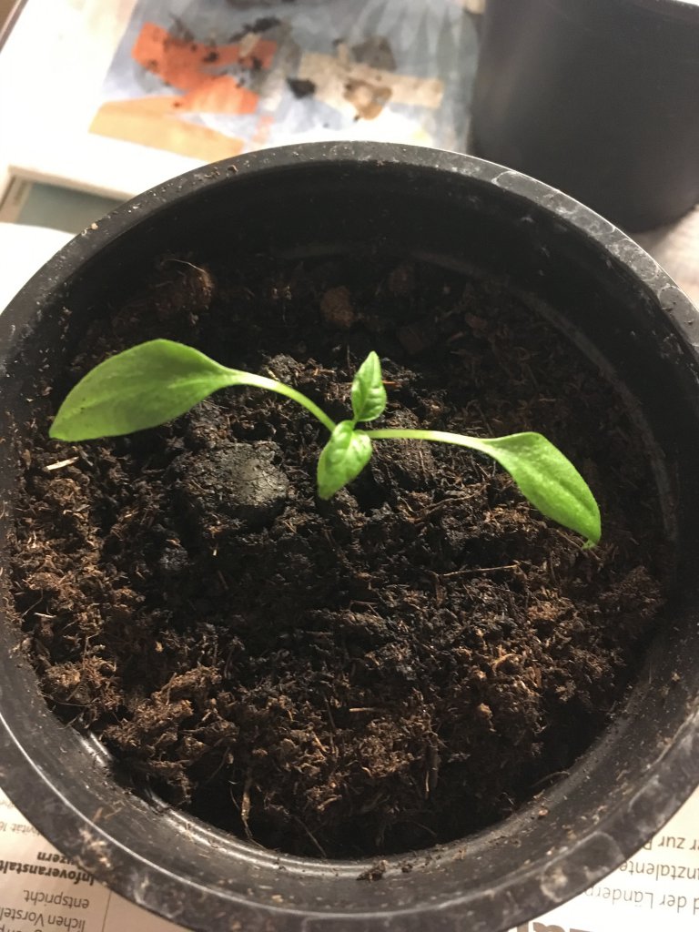 Early Jalapeño