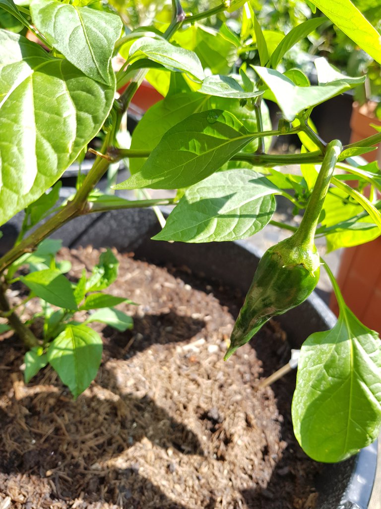 Early Jalapeno