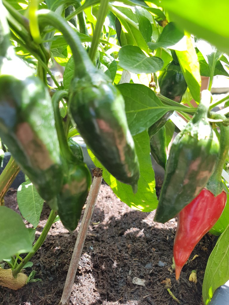 Early Jalapeno