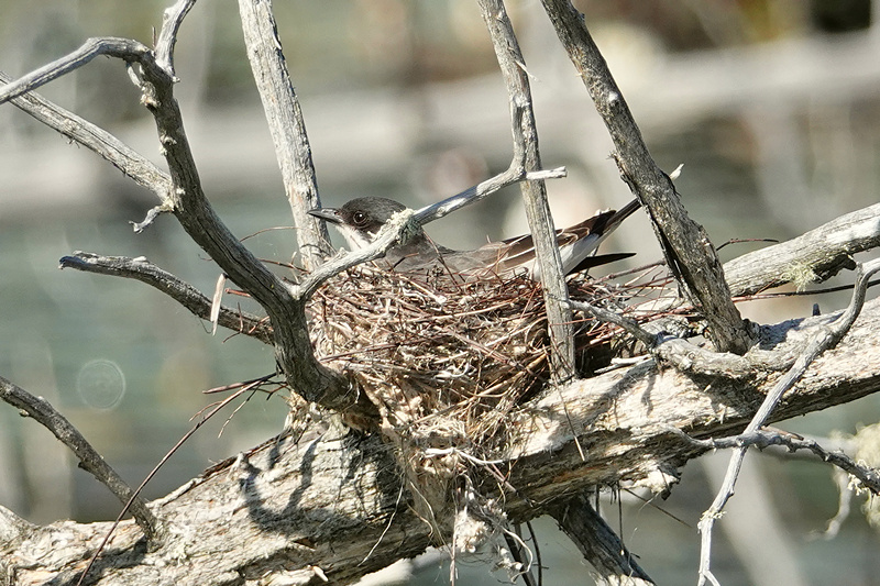 Eastern Kingbird / Königstyrann