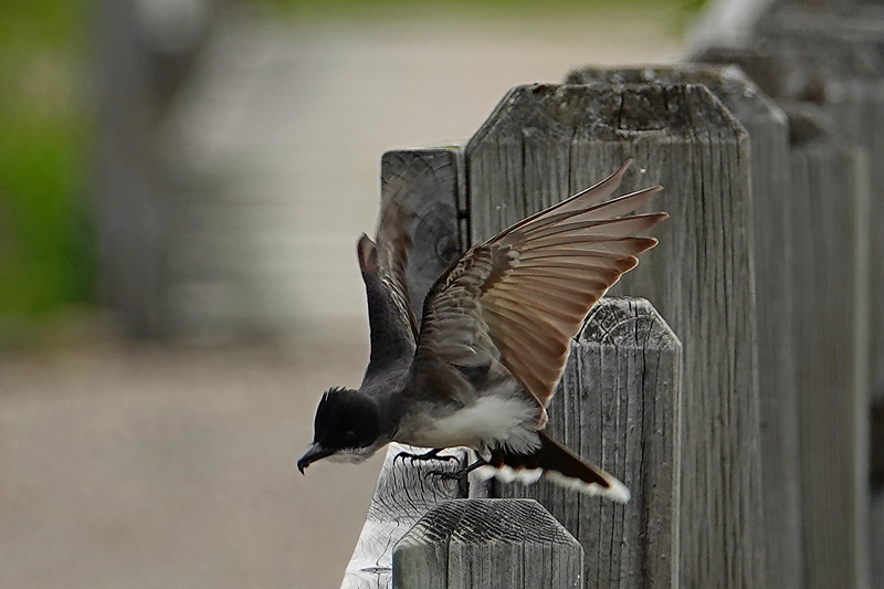 Eastern Kingbird / Königstyrann