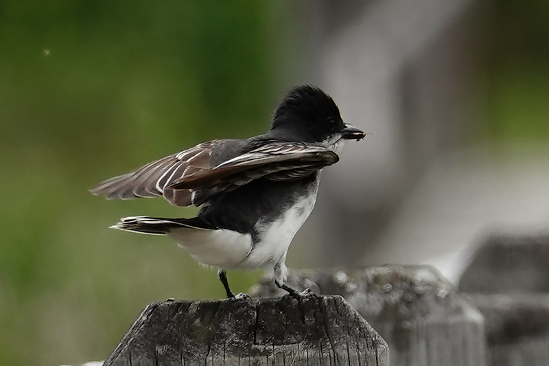 Eastern Kingbird / Königstyrann