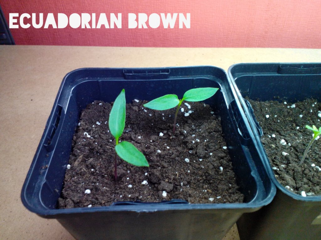 Ecuadorian Brown