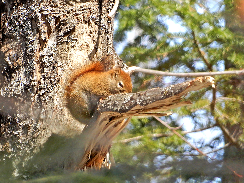 Eichhörnchen im Baum