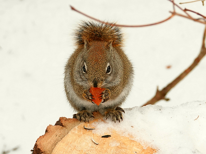 Eichhörnchen mit Aprikose