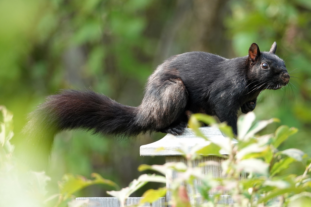 Eichhörnchen Schwarz