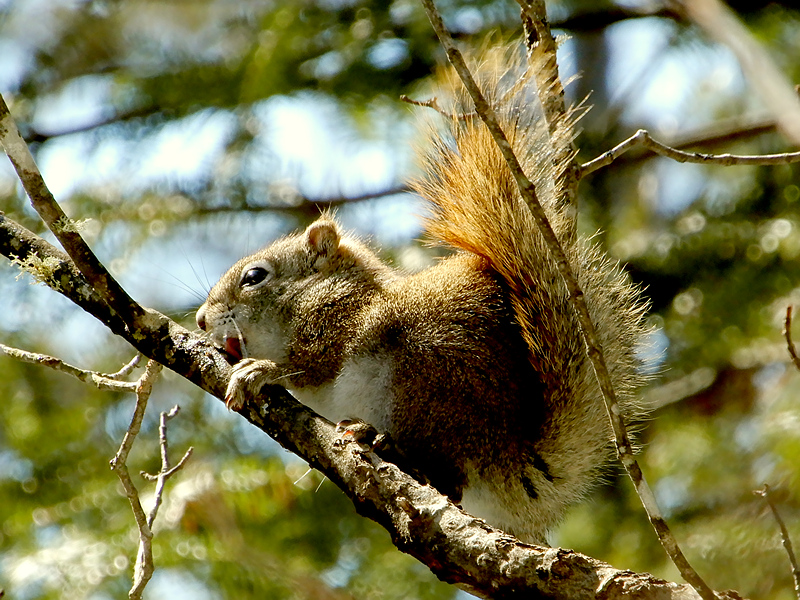 Eichhörnchen