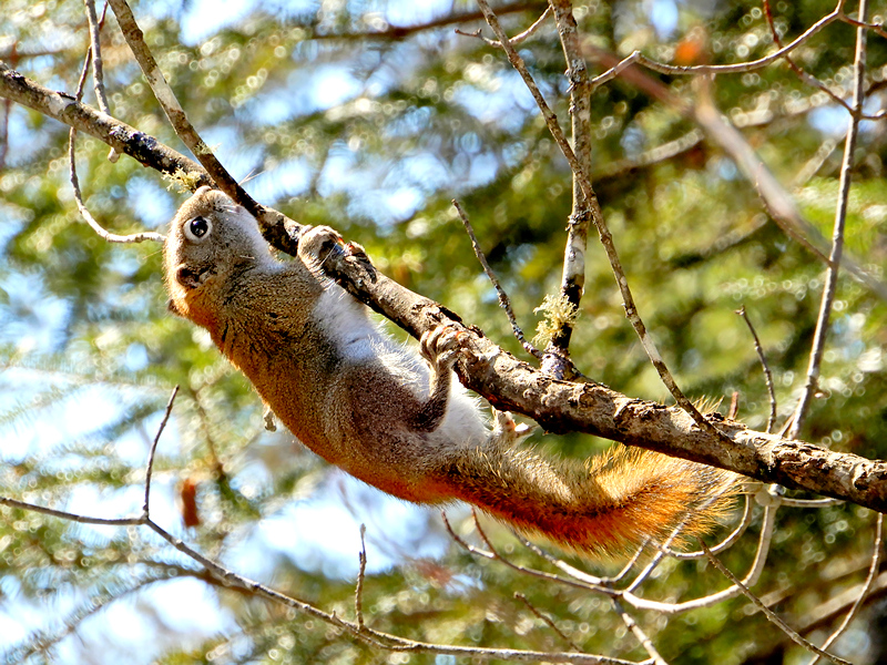 Eichhörnchen