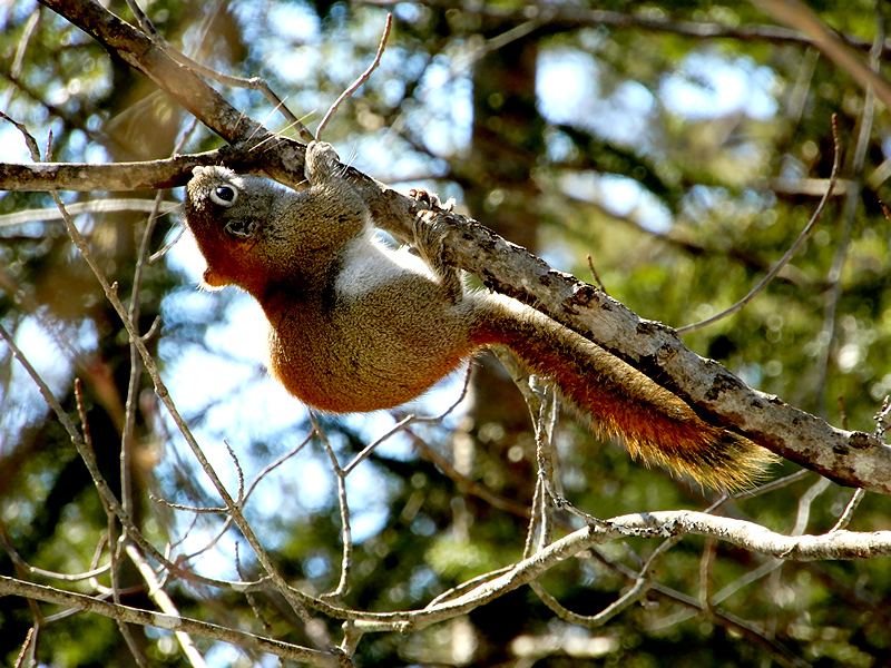 Eichhörnchen