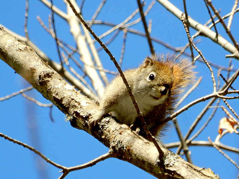 Eichhörnchen