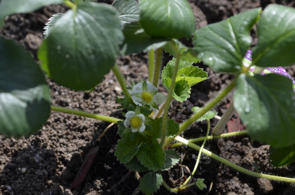 Ein paar Erdbeeren blühen auch.