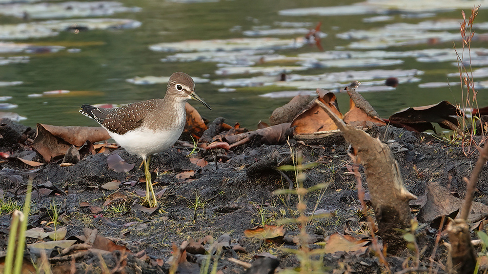 Einsamer Wasserlaeufer