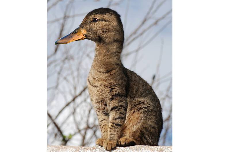 Ente-katze-jpg--c963c41981e28611-