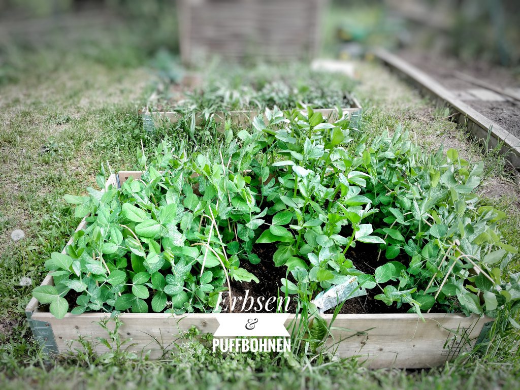 Erbsen & Puffbohnen