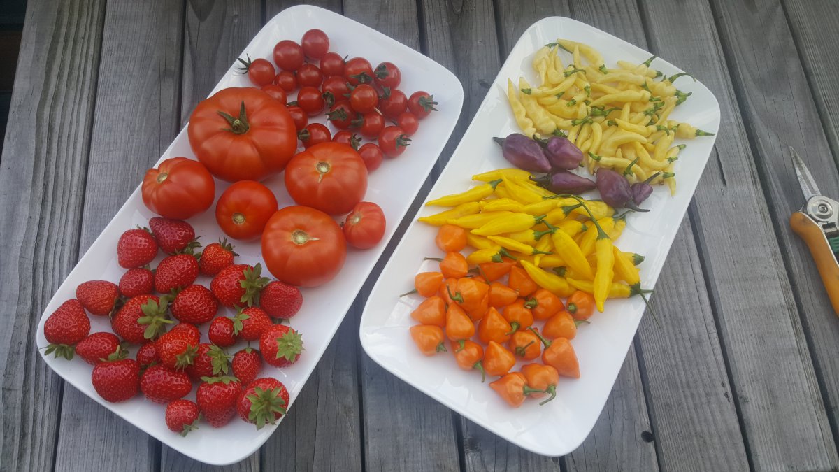 Erdbeeren, Tomaten und Chilis, 13.09.2019
