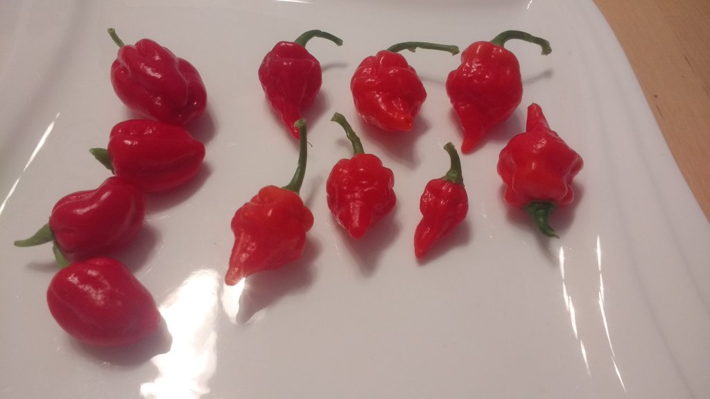 Ernte minis