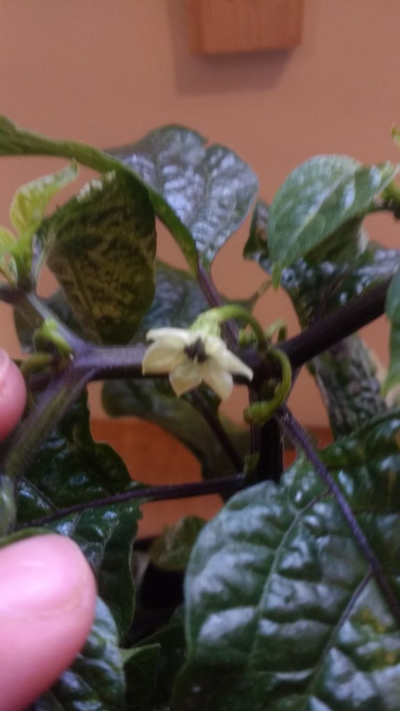 Erste Blüte Numex