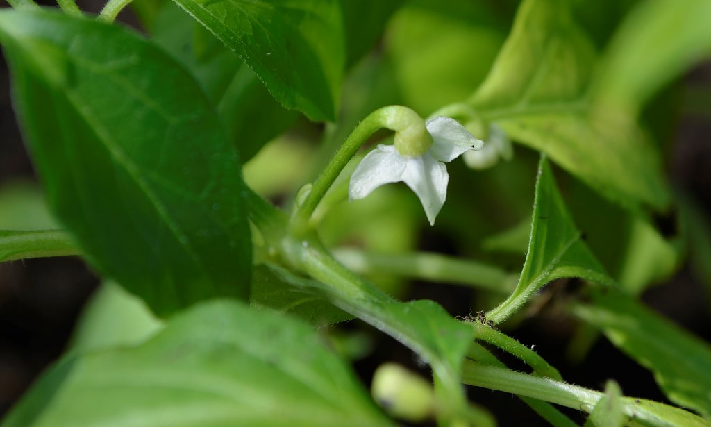 Erste Blüte von Snow White