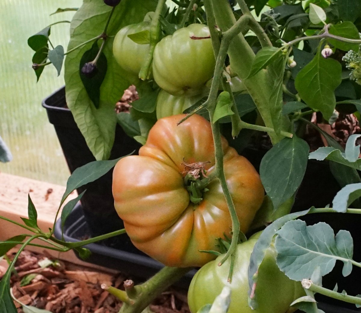 erste große Tomate.jpg