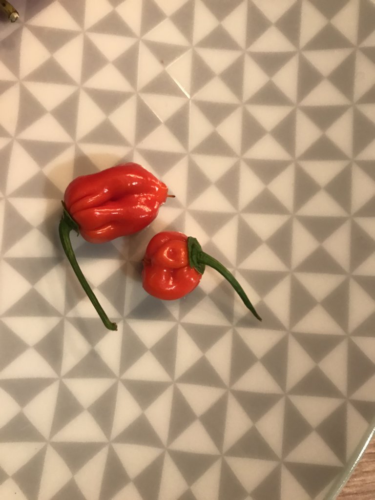 Ersten Bhut mit falscher Fruchtform