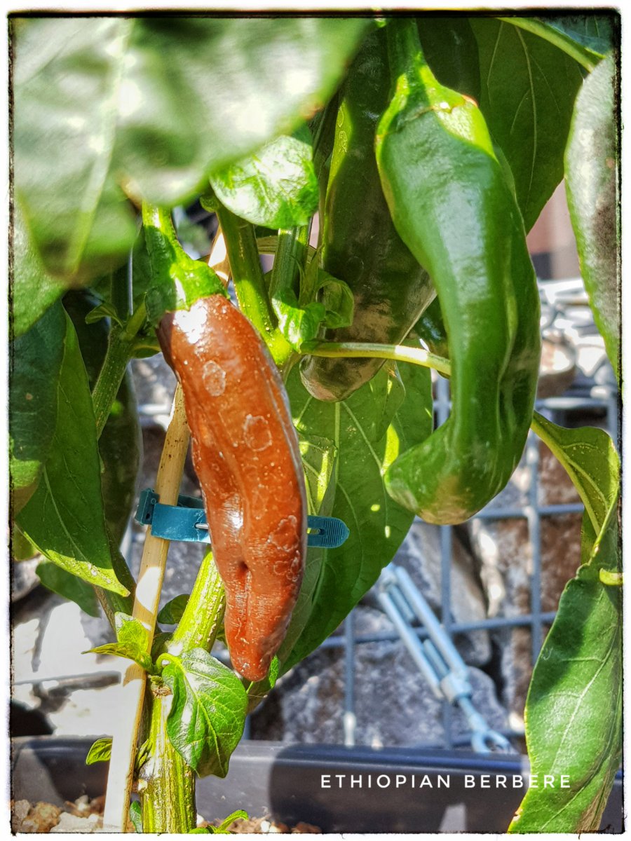 Ethiopian Berbere